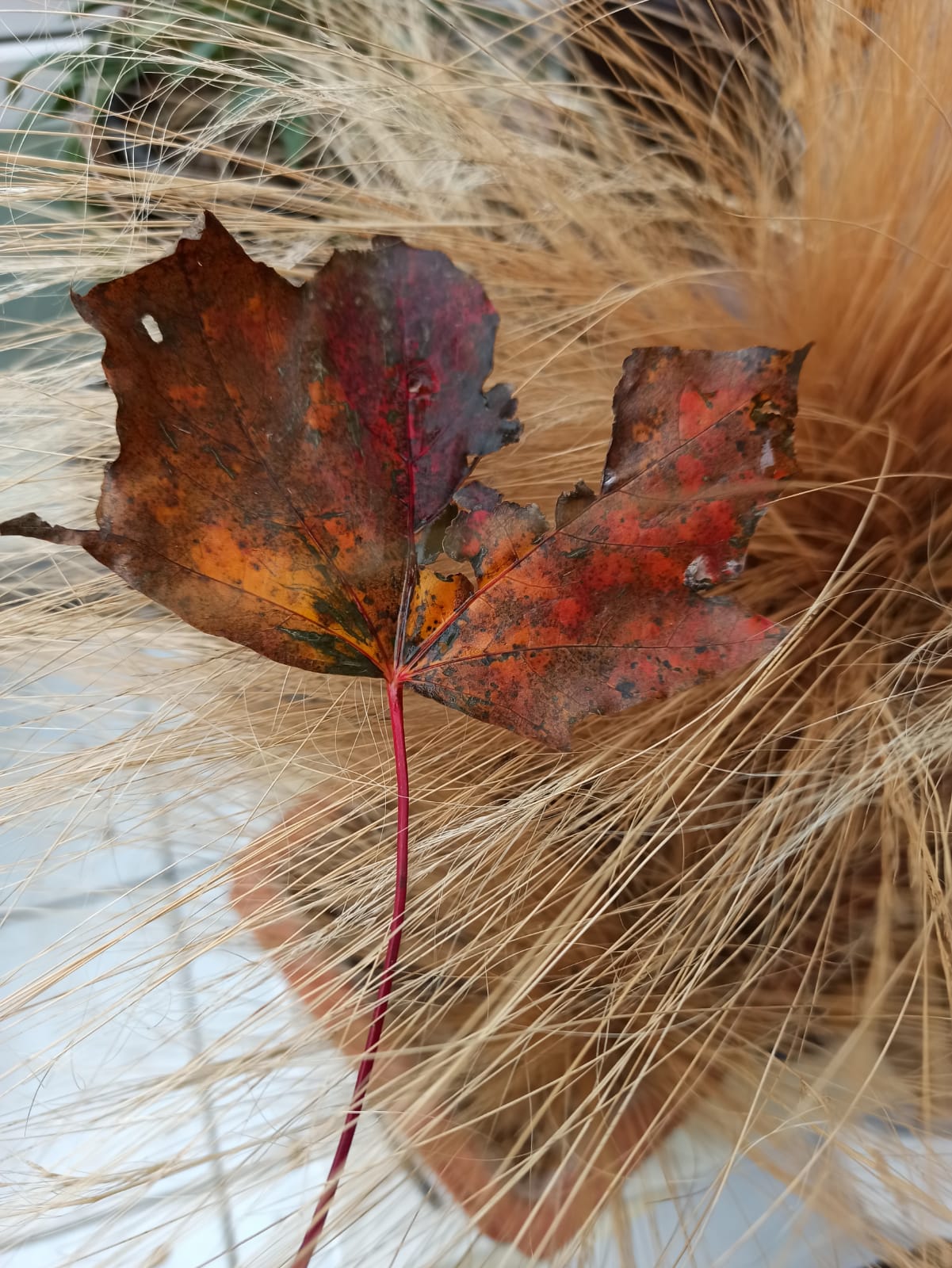 Nature morte...