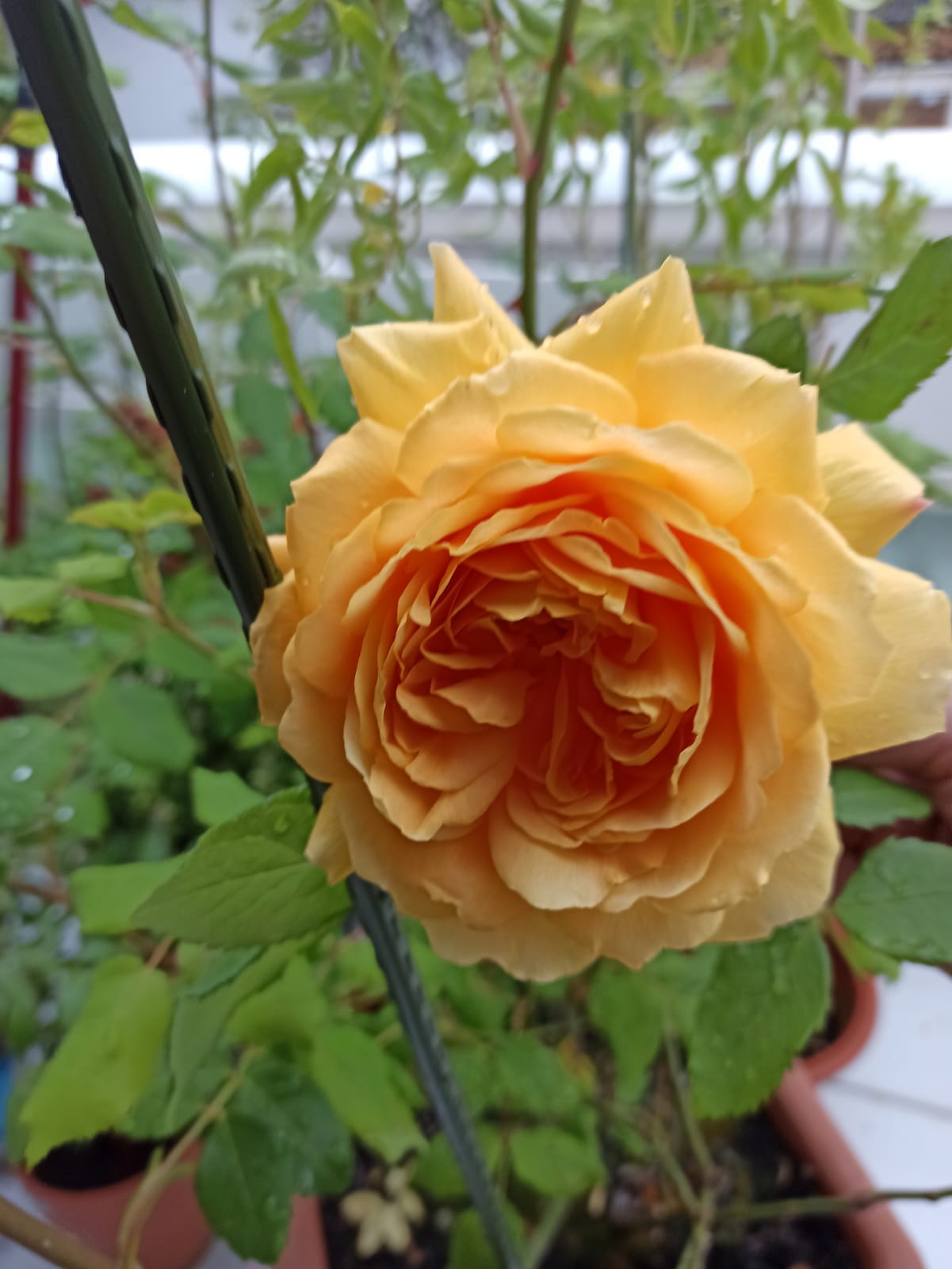 April-Rose